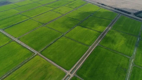 Aerial view. Green rectangles rice fields and a system of channels for water. Stock Footage 93678871