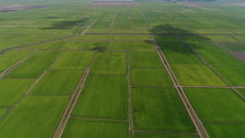 Aerial view. Green rectangles rice fields and a system of channels for water. 스톡 동영상 93678968