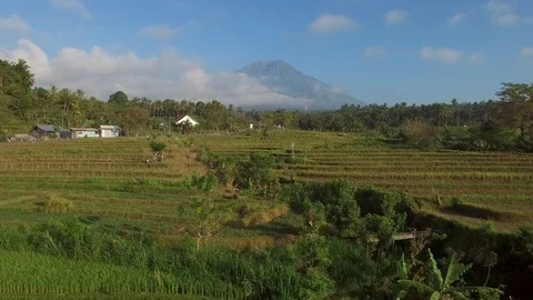Aerial view of green rice fields in the countryside, Lombok, indonesia. Stock Footage