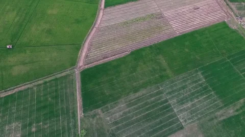 Aerial view of green rice fields in countryside. Borneo, Indonesia. Stock Footage 144698619