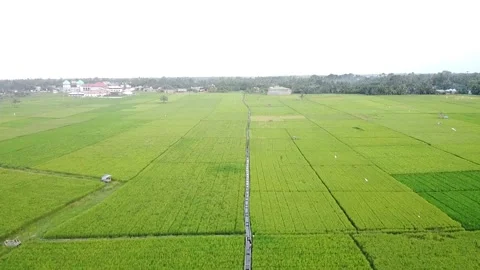 Aerial view of green rice fields Stock Footage 147674443