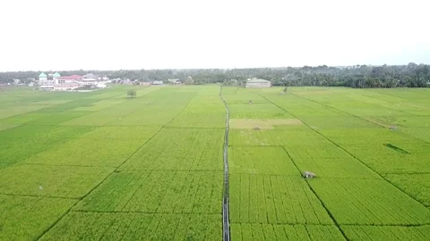 Aerial view of green rice fields Stock Footage 147674472