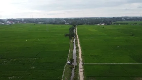 Aerial view of green rice fields Stock Footage 147674605