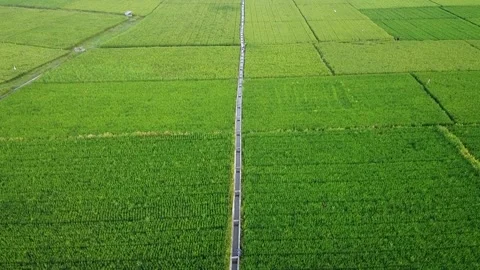 Aerial view of green rice fields Stock Footage 147674685