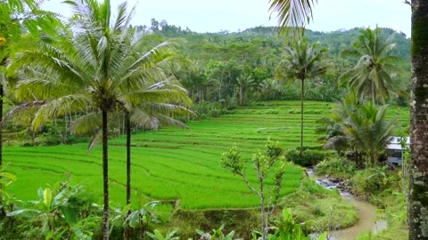 Aerial view of green rice fields in east java, Indonesia. Video stock 228670459