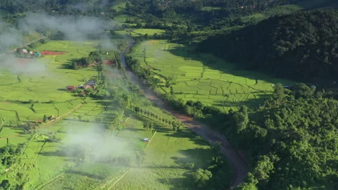 Aerial view of green rice fields in the middle of the forest. Video stock 234417181