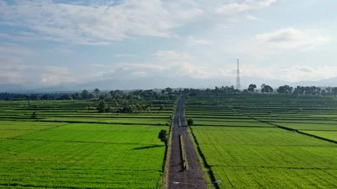 Aerial view of green rice fields with cloudy sky. Stock Footage 243903048