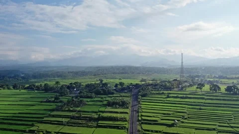 Aerial view of green rice fields with cloudy sky. Stock Footage 243903099