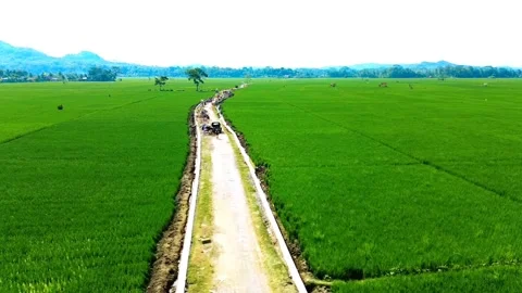 Aerial view of green rice fields Video stock 250258703