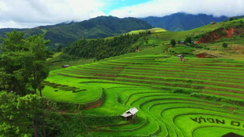 Aerial view of green rice fields, Mu Cang Chai, Vietnam Vídeos de archivo 252130664