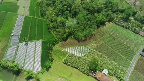 Aerial View of Green Rice Fields and villages in Pronojiwo, Lumajang, East Java. Stock Footage 255098830