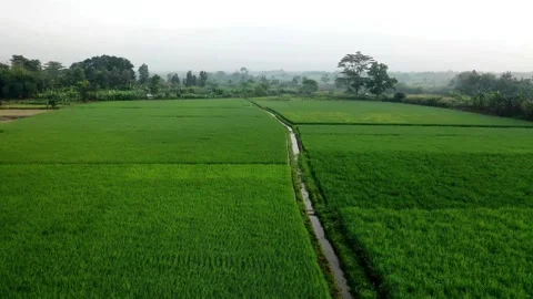 Aerial view of green rice fields with sunrise Stock Footage 280714432