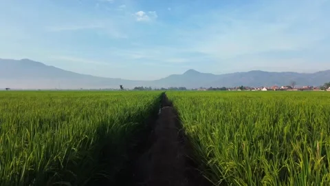 Aerial view of green rice fields, camera moves forward Stock Footage 287223309