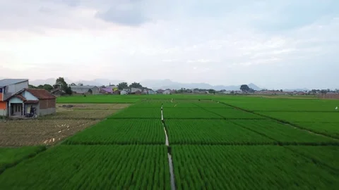 Aerial view of green rice fields with a small village Stock Footage 287226434