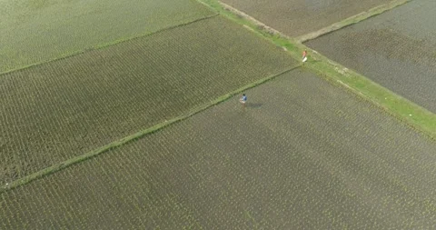 Aerial view of green rice fields and patterns, Bangladesh. Stock Footage 303973779