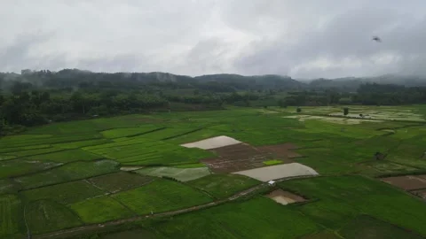 Aerial View of Green Rice Fields and Farmland Under Cloudy Sky Stock Footage 308230986