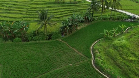 Aerial view of green rice fields and coconut trees at the foothills Stock Footage 325513790
