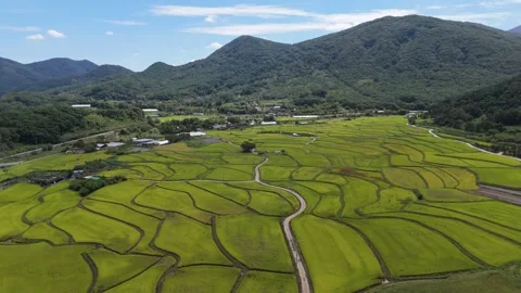 Aerial View of Green Rice Fields in Mountain Village, South Korea 動画素材 325653803