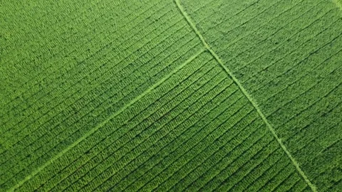 Aerial View of Green Rice Fields Pattern in Tropical Landscape Vídeo Stock 332553595