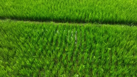 Aerial View of Green Rice Fields in Banyuwangi, East Java, Indonesia Stock Footage 334001379