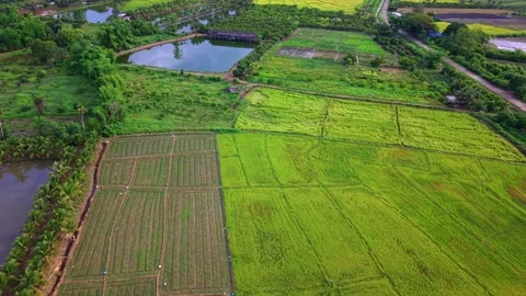 Aerial view of green rice fields with water ponds and rural road in countryside Stock-Footage 334825011