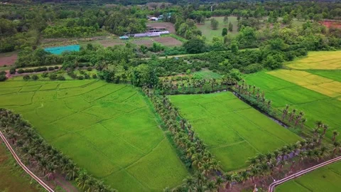 Aerial view of green rice fields and palm trees rural landscape Stock-Footage 335008067