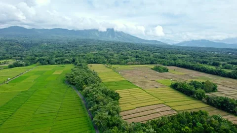 Aerial view of green rice fields and tropical forest with mountains background 動画素材 335011182