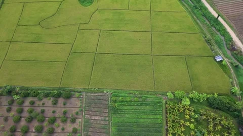 Aerial view of green rice fields and fish aquaculture ponds with palm trees Stock Footage 335129155