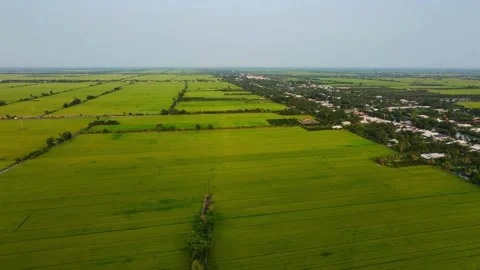 Aerial view of green rice fields in Vietnam Vídeos de archivo 335856045