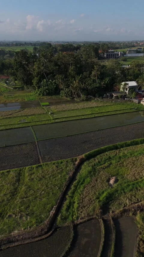 Aerial View of Green Rice Fields and Farm Paths, Bali Video stock 337309106