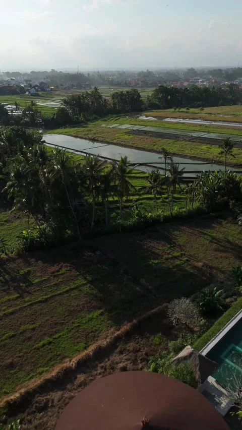 Aerial View of Green Rice Fields with a Villa and Pool, Bali Video stock 337309235