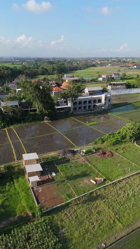Aerial View of Green Rice Fields and a Farm Among Palm Trees, Bali Video stock 337309779