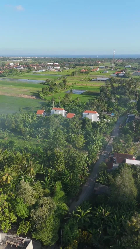 Aerial View of Green Rice Fields and Villas Among Palm Trees, Bali Video stock 337310186