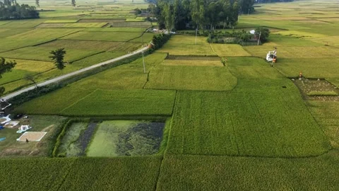 Aerial view of green rice fields and rural farmland with roads, trees, and .. Vídeos de archivo 338302288