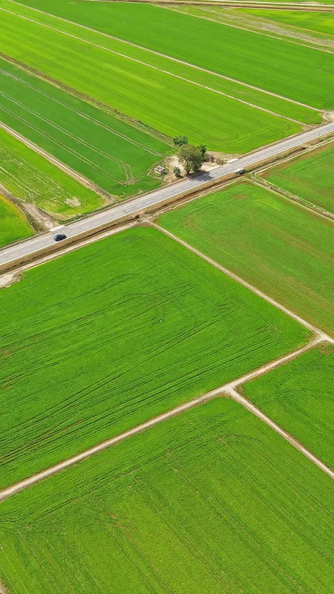 Aerial view of green rice fields in Ebro Delta Natural Park, Deltebre Stock Footage 340035145