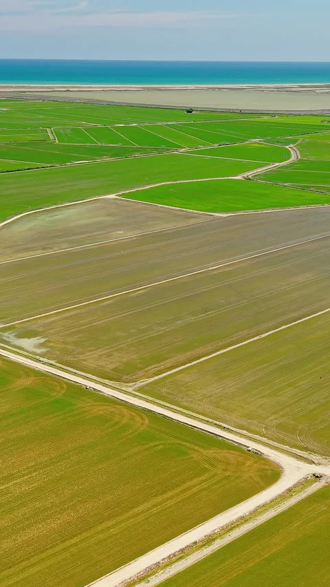 Aerial view of green rice fields in Ebro Delta Natural Park Stock Footage 340035715