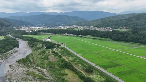 Aerial view of green rice fields beside a winding river Vídeo Stock 340913020