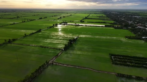 Aerial view of green rice fields glowing under morning sunlight Vídeos de archivo 342391002