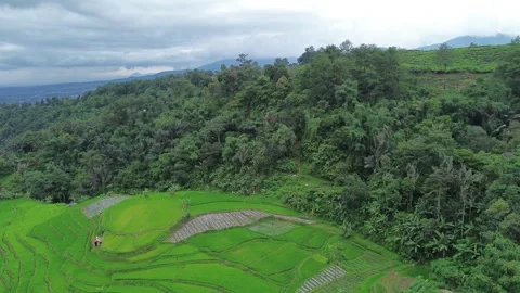 Aerial View of Green Rice Fields Beside Lush Forest Stock Footage 343859078