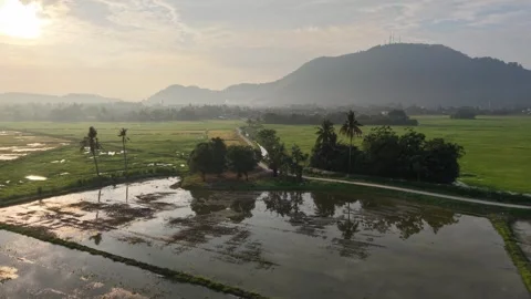 Aerial view of green rice fields at dawn Vidéo 344816637