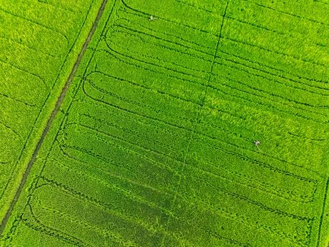 Aerial view of green rice fields with farming patterns. Climate change impa.. Stock Photos
