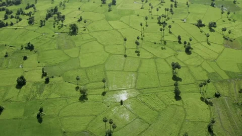Aerial view of green rice paddies in Cambodia Vídeo Stock 331948341