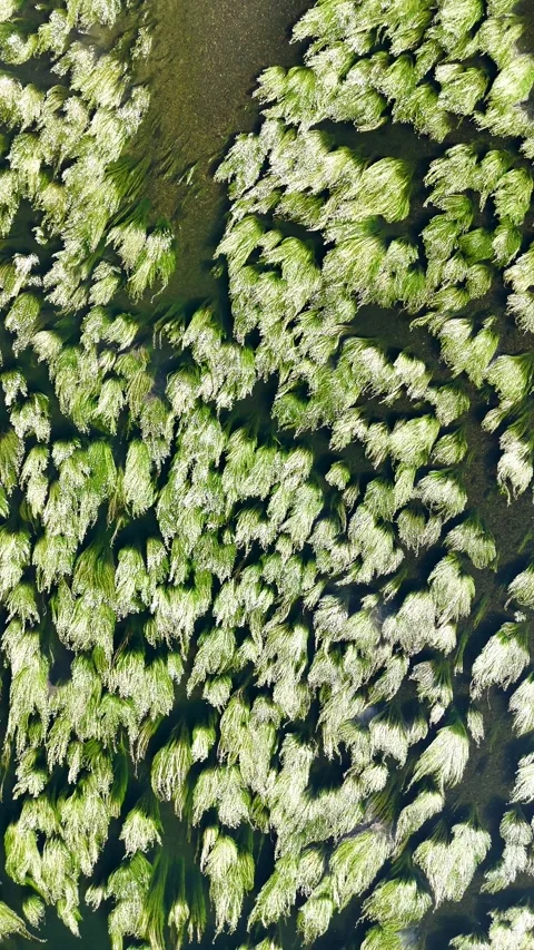 Aerial view of green river algae moving with the current Stock-Footage 338323278
