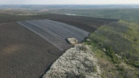 Aerial view of Green rows of covered grow carrot plants in an agricultural Stock Footage 153816862