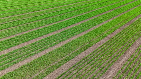 Aerial view of green seedling rows on agricultural field, Early crop development Stock Footage 311076035