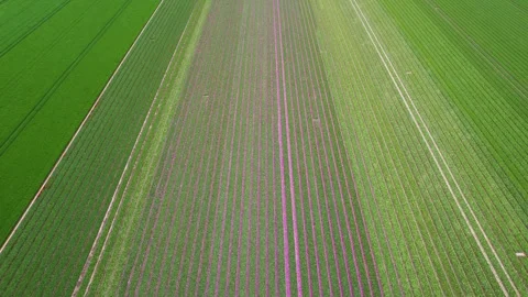 Aerial view of green shades pattern of fields in Netherlands. Stock Footage 246727610