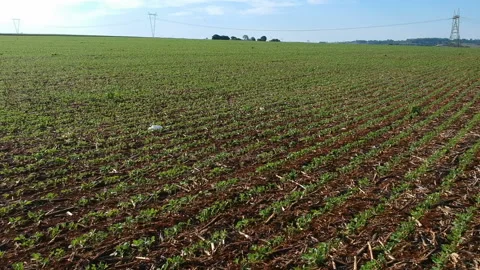 Aerial view of green soy plant leaves in the cultivate field, Stock Footage 140373553
