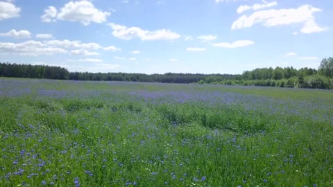 Aerial view on a green spring fields with blooming cornflowers. Stock Footage 156188011