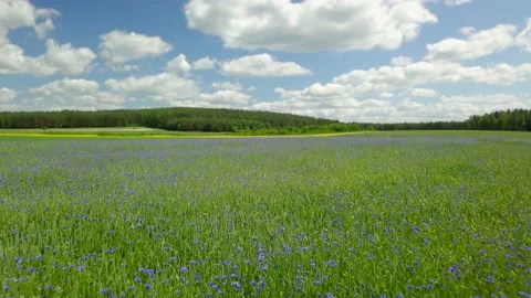 Aerial view on a green spring fields with blooming cornflowers. Stock Footage 156188055