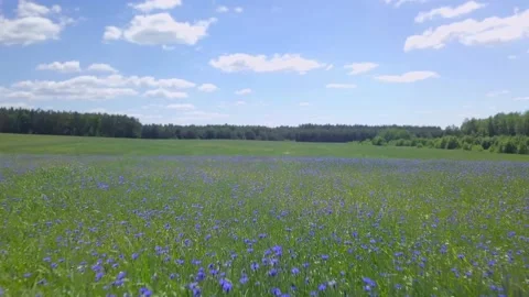 Aerial view on a green spring fields with blooming cornflowers. Stock Footage 156278046